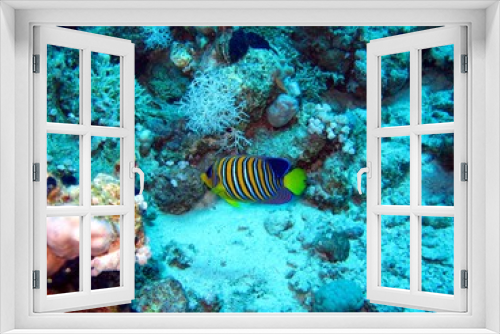 Fototapeta Naklejka Na Ścianę Okno 3D - Royal Angelfish in the Red Sea 