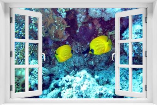 Fototapeta Naklejka Na Ścianę Okno 3D - Butterfly fishes in the Red Sea  
