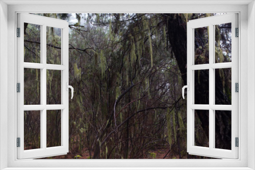 Fototapeta Naklejka Na Ścianę Okno 3D - Beard lichen tree. Usnea. Humid forest. Old man s beard