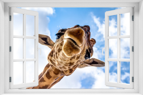 Fototapeta Naklejka Na Ścianę Okno 3D - Close-up of a giraffe head during a safari trip South Africa