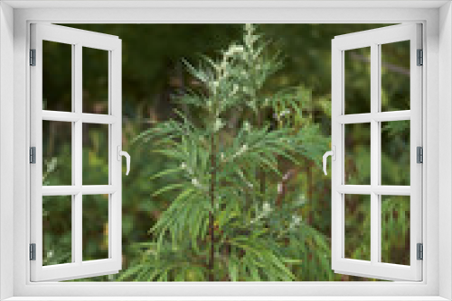 Fototapeta Naklejka Na Ścianę Okno 3D - Artemisia vulgaris
