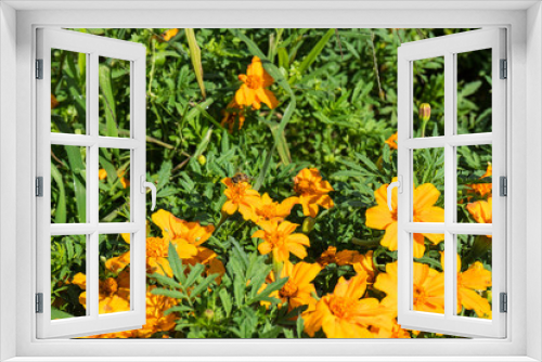 Fototapeta Naklejka Na Ścianę Okno 3D - orange flowers blooming