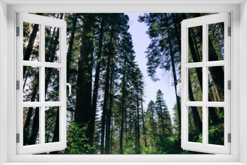Fototapeta Naklejka Na Ścianę Okno 3D - Forest in the Sequoia National Park, California