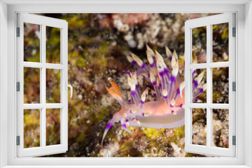 Fototapeta Naklejka Na Ścianę Okno 3D - pink nudibranch on the coral