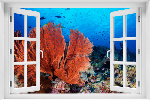 Fototapeta Naklejka Na Ścianę Okno 3D - Coralline in Sipadan