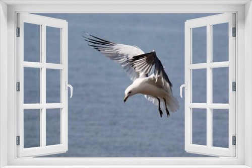 Fototapeta Naklejka Na Ścianę Okno 3D - Seagull Hovering