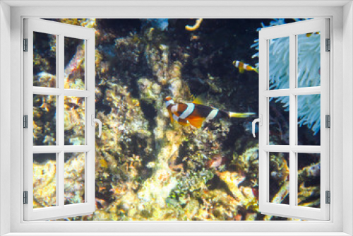 Fototapeta Naklejka Na Ścianę Okno 3D - Korallenriff in Indonesien