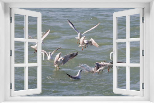 Fototapeta Naklejka Na Ścianę Okno 3D - Many seagulls, the Black Sea