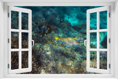 Fototapeta Naklejka Na Ścianę Okno 3D - Korallenriff in Indonesien