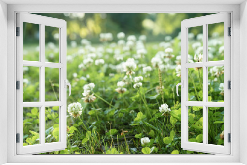 Fototapeta Naklejka Na Ścianę Okno 3D - meadow full of clover flowers