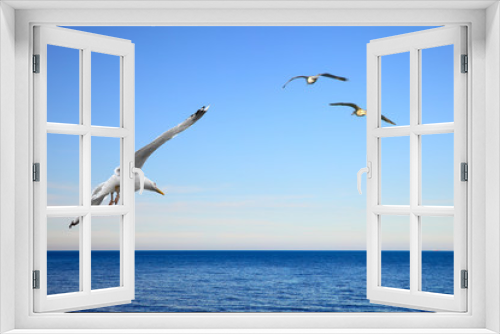 Fototapeta Naklejka Na Ścianę Okno 3D - Flying seagulls