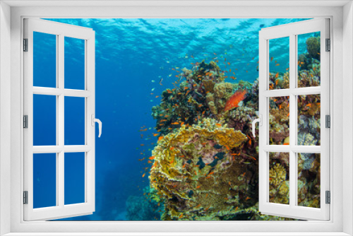 Fototapeta Naklejka Na Ścianę Okno 3D - Beautiful coral reef with sealife