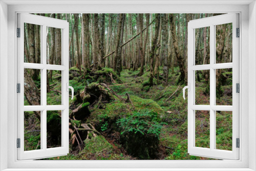Fototapeta Naklejka Na Ścianę Okno 3D - 長野県 八千穂高原 苔の森 