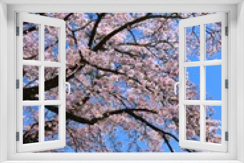 Fototapeta Naklejka Na Ścianę Okno 3D - 富士山と桜