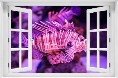 Fototapeta Naklejka Na Ścianę Okno 3D - Ocean fish world in aquarium for observation in Lisbon