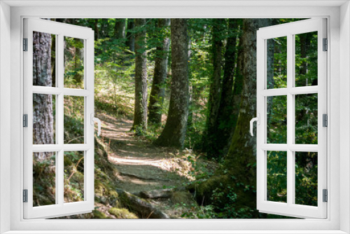 Fototapeta Naklejka Na Ścianę Okno 3D - a footpath in the woods