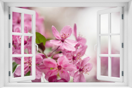 Fototapeta Naklejka Na Ścianę Okno 3D - Dogwood Tree Flowers Close Up In Spring