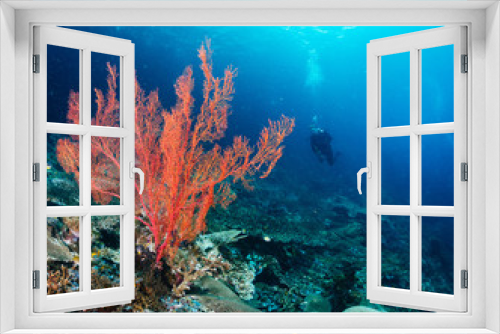 Fototapeta Naklejka Na Ścianę Okno 3D - Red soft coral and diver in background