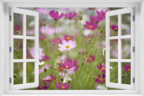 Fototapeta Naklejka Na Ścianę Okno 3D - Cosmos flowers