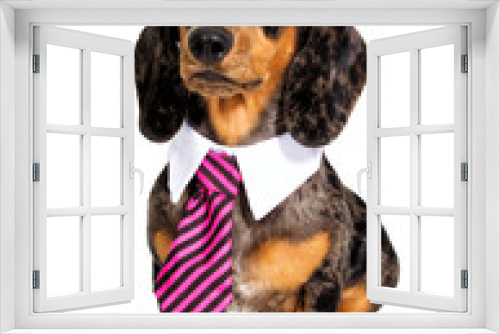 Fototapeta Naklejka Na Ścianę Okno 3D - Dachshund dog in a tie and glasses