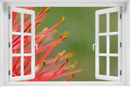 Fototapeta Naklejka Na Ścianę Okno 3D - fleur rouge