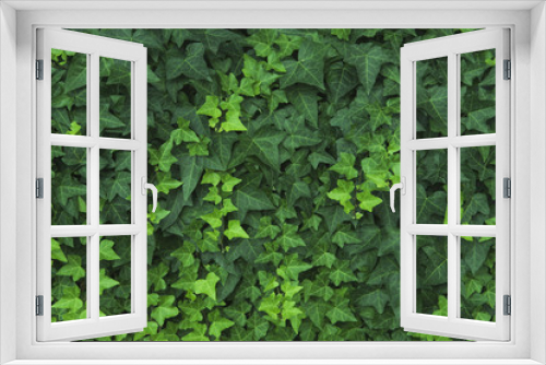 Fototapeta Naklejka Na Ścianę Okno 3D - Creative nature green leaves for background.