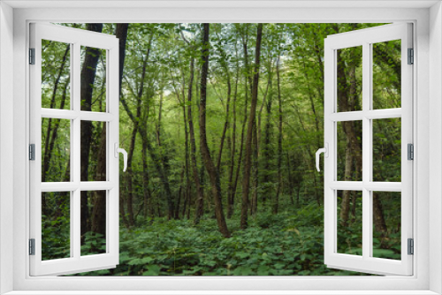 Fototapeta Naklejka Na Ścianę Okno 3D - Beautiful forest scenery