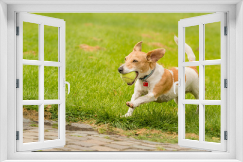 Fototapeta Naklejka Na Ścianę Okno 3D - Kleiner Hund trägt einen Tennisball im Maul