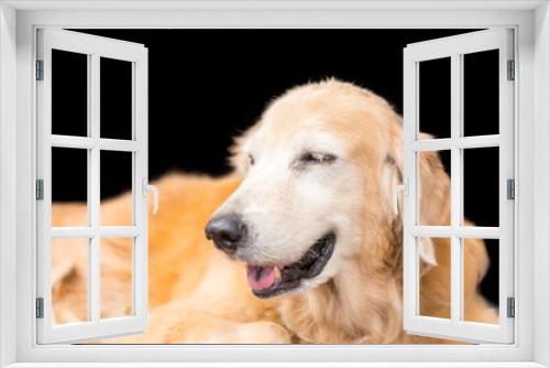 Fototapeta Naklejka Na Ścianę Okno 3D - old golden retriever dog