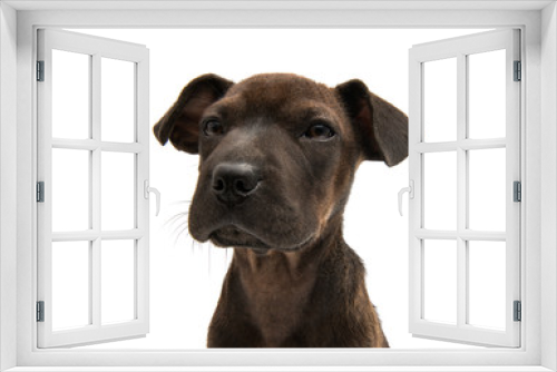 Fototapeta Naklejka Na Ścianę Okno 3D - Dog isolated