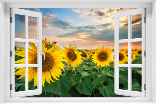Fototapeta Naklejka Na Ścianę Okno 3D - Beautiful ripe sunflowers at sunset