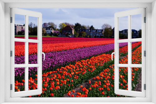 Fototapeta Naklejka Na Ścianę Okno 3D - flower in nederland