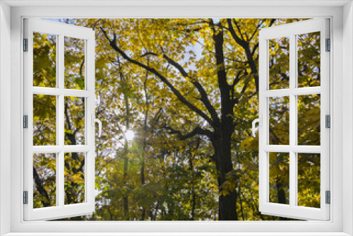 Fototapeta Naklejka Na Ścianę Okno 3D - Autumn bright forest