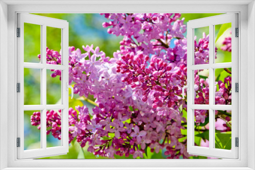 Fototapeta Naklejka Na Ścianę Okno 3D - Pink blooms