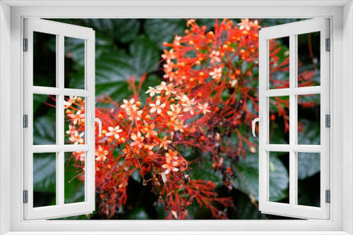 Fototapeta Naklejka Na Ścianę Okno 3D - red tropical flowers with dark green leaves