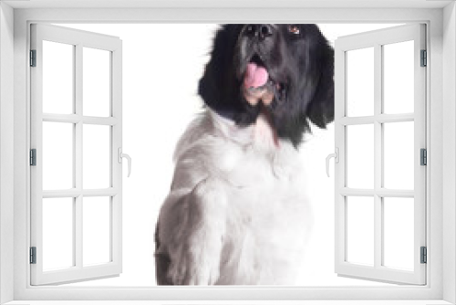 Fototapeta Naklejka Na Ścianę Okno 3D - landseer dog white background