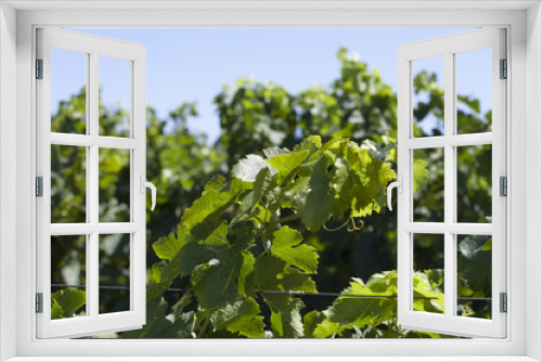Fototapeta Naklejka Na Ścianę Okno 3D - France. Vignoble vignoble bordelais, graves. Gironde
