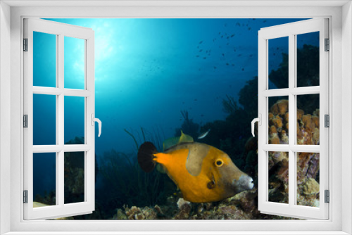 Fototapeta Naklejka Na Ścianę Okno 3D - Underwater Life