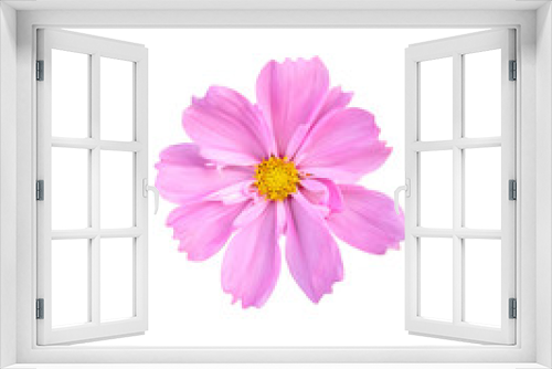 Fototapeta Naklejka Na Ścianę Okno 3D - Cosmos flower isolated on white background