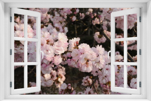 Fototapeta Naklejka Na Ścianę Okno 3D - 満開の桜