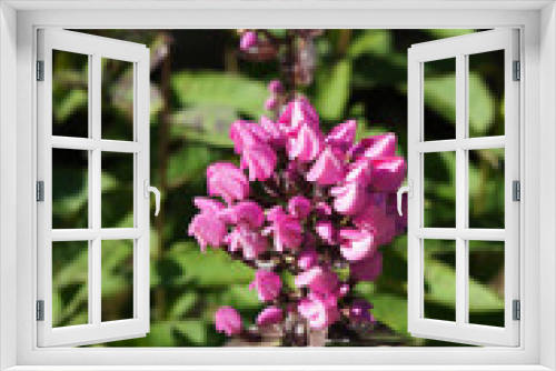 Fototapeta Naklejka Na Ścianę Okno 3D - Phlox paniculata butonik purple flowers with green 