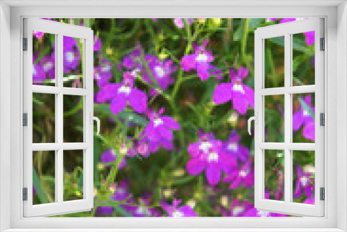 Fototapeta Naklejka Na Ścianę Okno 3D - Lobelia ampel purple flowers with green vertical