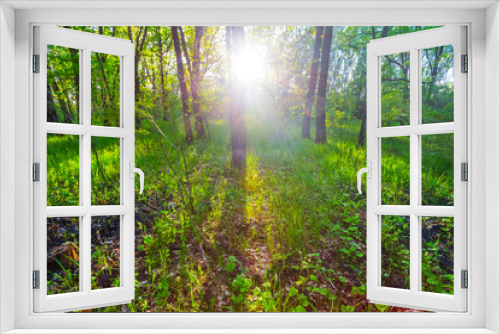 Fototapeta Naklejka Na Ścianę Okno 3D - summer green forest in a rays of sun