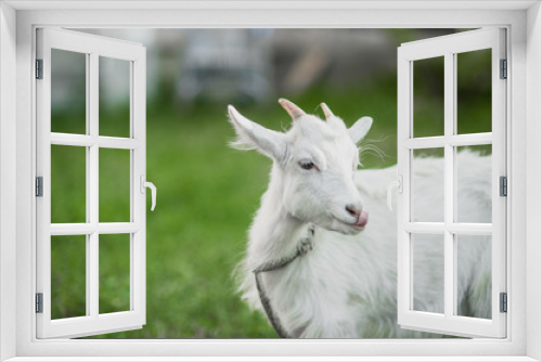 Fototapeta Naklejka Na Ścianę Okno 3D - cute little white goat on the summer meadow
