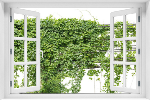 Fototapeta Naklejka Na Ścianę Okno 3D - Plants ivy. Vines on poles on white background, clipping path.