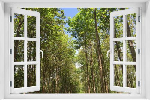 Fototapeta Naklejka Na Ścianę Okno 3D - Teak forest