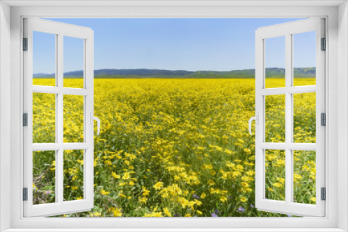 Fototapeta Naklejka Na Ścianę Okno 3D - Beautiful yellow goldifelds blossom