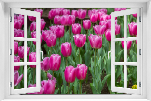 Fototapeta Naklejka Na Ścianę Okno 3D - Tulips in Winter Garden