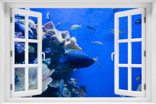 Fototapeta Naklejka Na Ścianę Okno 3D - Colorful exotic tropical fishes underwater in aquarium.