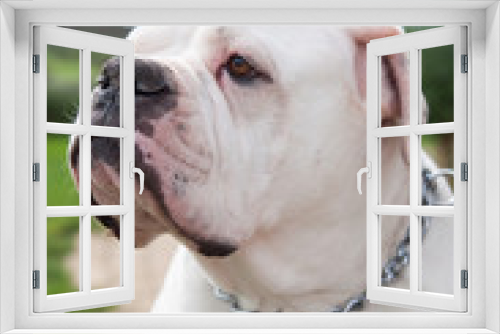 Fototapeta Naklejka Na Ścianę Okno 3D - white American Bulldog in the yard of the house. The American bulldog is a stocky, well built, strong-looking dog, with a large head and a muscular build.